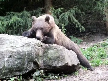 observarea ursului, programe, vanatoare