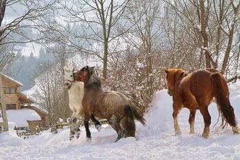 Lunca Pensiune Craiul, cazare in judetul Alba, comuna Vidra