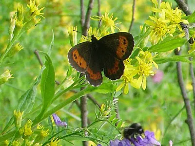 Poiana Florilor - Padis, Apuseni