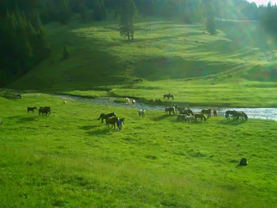 Poiana Ponor - Padis, Apuseni