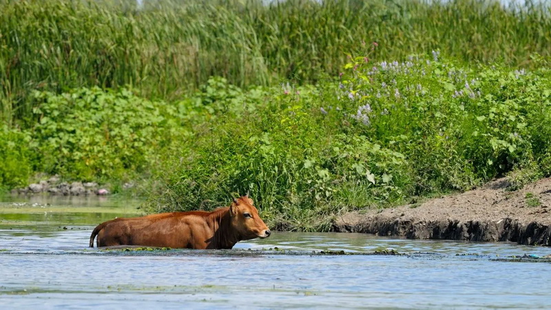 Romania Delta Dunarii - Romania Danube Delta