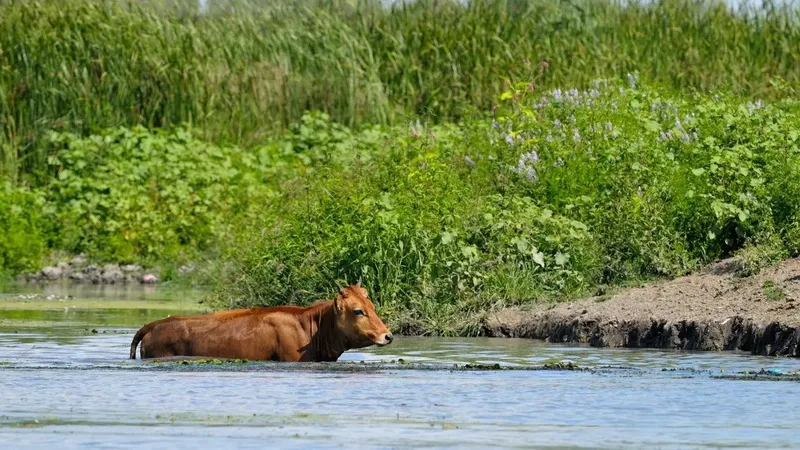 Romania Delta Dunarii - Romania Danube Delta