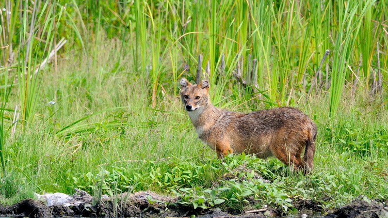 Romania Delta Dunarii - Romania Danube Delta