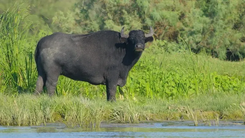 Romania Delta Dunarii - Romania Danube Delta