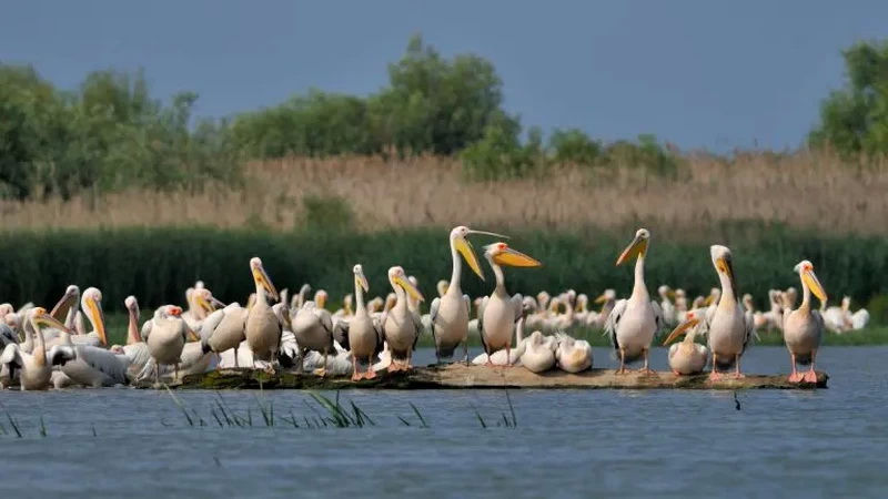 Romania Delta Dunarii - Romania Danube Delta