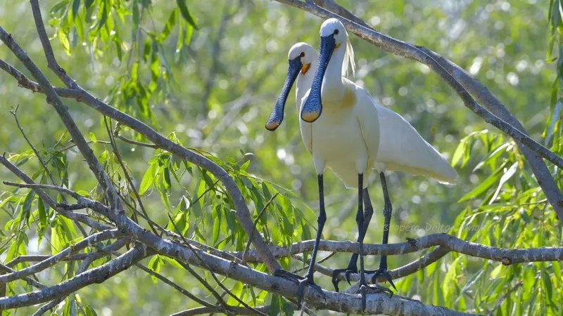 Romania Delta Dunarii - Romania Danube Delta