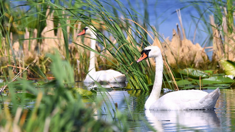 Romania Delta Dunarii - Romania Danube Delta