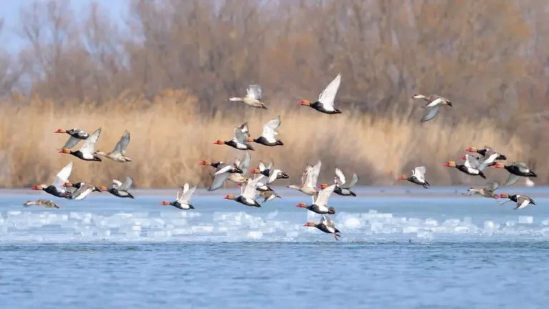 Romania Delta Dunarii - Romania Danube Delta