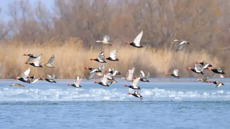 Romania Delta Dunarii - Romania Danube Delta