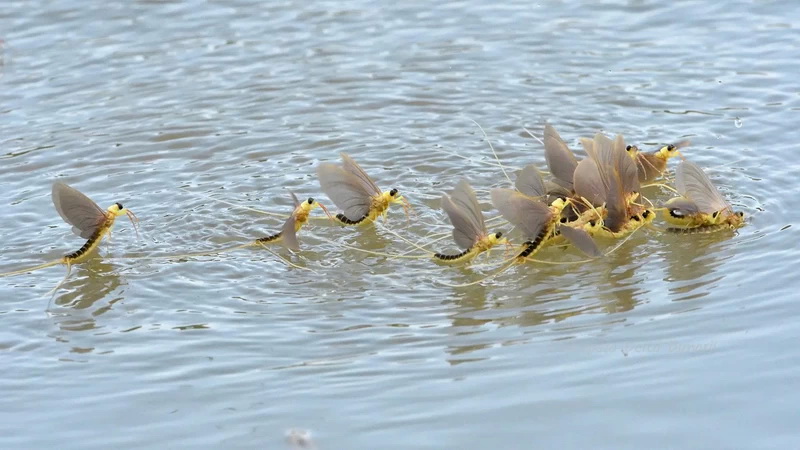 Romania Delta Dunarii - Romania Danube Delta