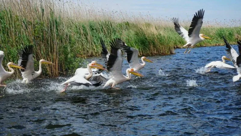 Romania Delta Dunarii - Romania Danube Delta