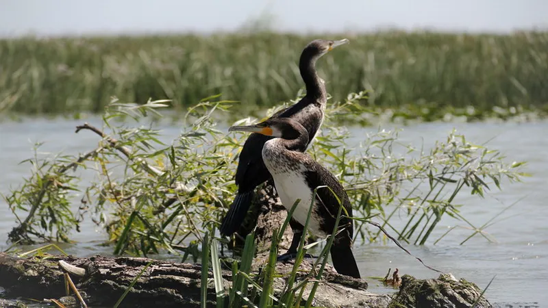 Romania Delta Dunarii - Romania Danube Delta