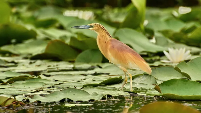 Romania Delta Dunarii - Romania Danube Delta