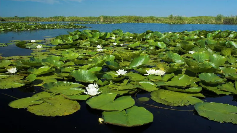 Romania Delta Dunarii - Romania Danube Delta