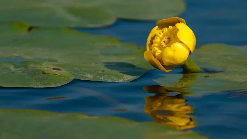 Romania Delta Dunarii - Romania Danube Delta