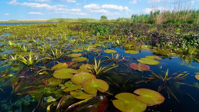 Romania Delta Dunarii - Romania Danube Delta