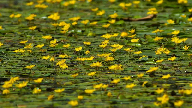 Romania Delta Dunarii - Romania Danube Delta