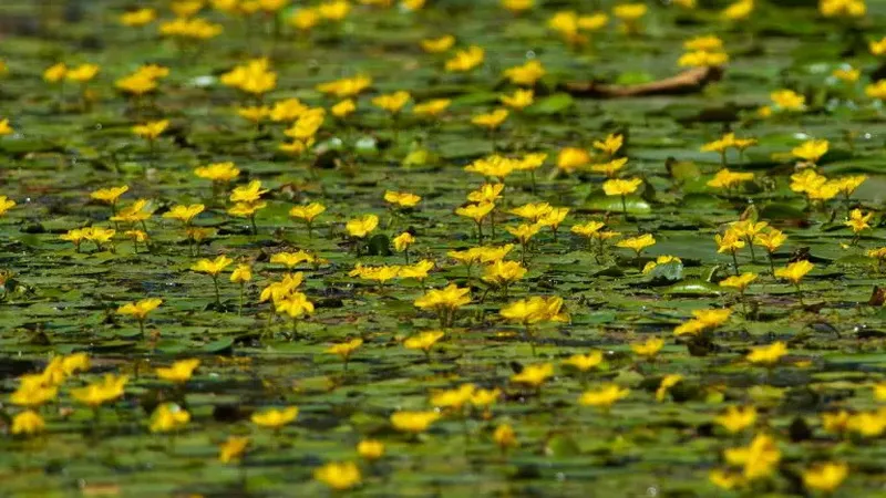 Romania Delta Dunarii - Romania Danube Delta