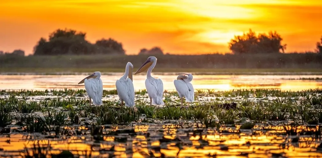 Familia de pelicani - Delta Dunării - Programe pentru observarea, fotografierea si filmarea pasarilor