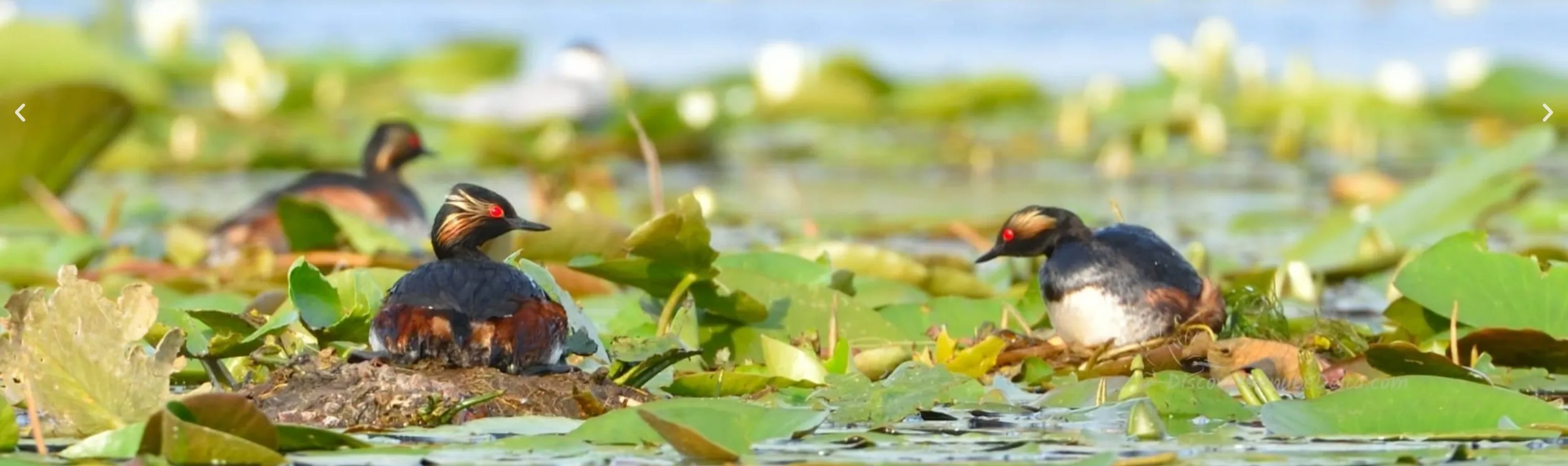 Programe pentru observarea, fotografierea si filmarea pasarilor Delta Dunării