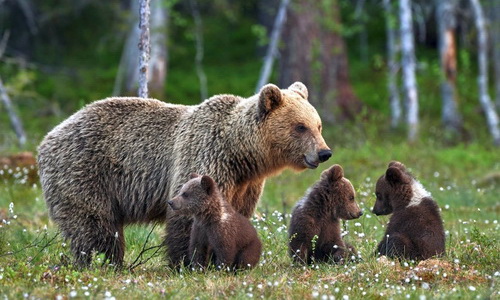 Observarea Ursilor in Muntii Carpati - Oferte de cazare, programe, atractii si agrement