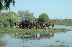 Prezentare in imagini: descriere, poze, harta, cazare, atractii–drumetii Delta Dunarii Cazare