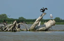 Prezentare in imagini: descriere, poze, harta, cazare, atractii–drumetii Delta Dunarii Cazare