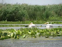 Prezentare in imagini: descriere, poze, harta, cazare, atractii–drumetii Delta Dunarii Cazare