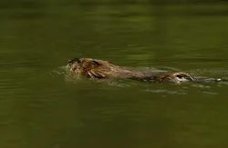 Prezentare in imagini: descriere, poze, harta, cazare, atractii–drumetii Delta Dunarii Cazare