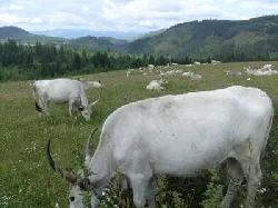 Prezentare in imagini: descriere, poze, harta, cazare, atractii–drumetii Ditrau Cazare