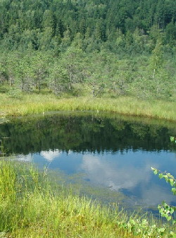 Prezentare in imagini: descriere, poze, harta, cazare, atractii–drumetii Tinovul Mohos Cazare